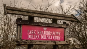 Park Krajobrazowy Dolina Dolnej Odry znajduje się w Gryfinie