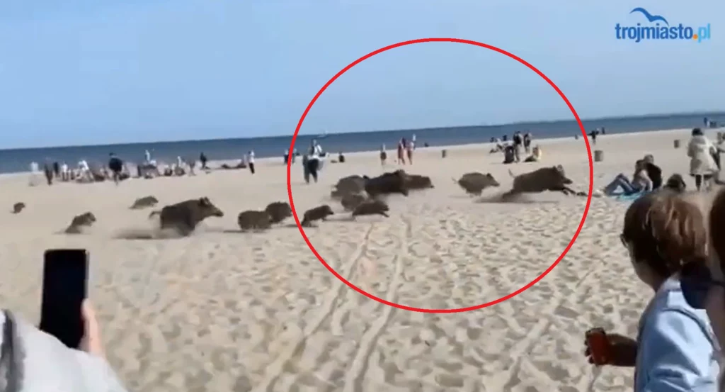 Dziki biegły przez plażę Dziki biegły przez plażę