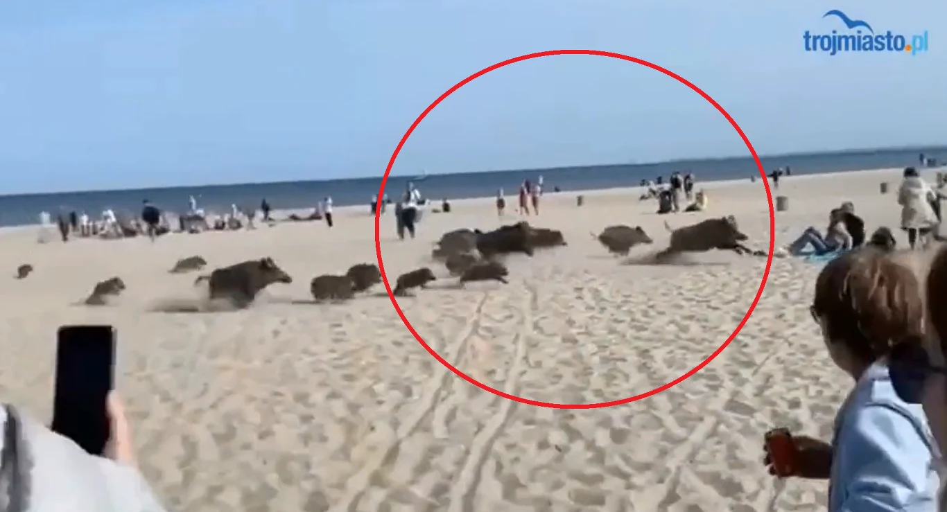 Dziki biegły przez plażę Dziki biegły przez plażę