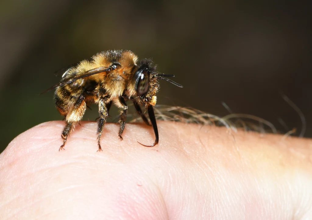 Robot-pszczoła jest cięższy niż prawdziwy owad