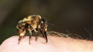 Stworzono robota-pszczołę. Czy już teraz potrzebujemy sztucznego zapylania?