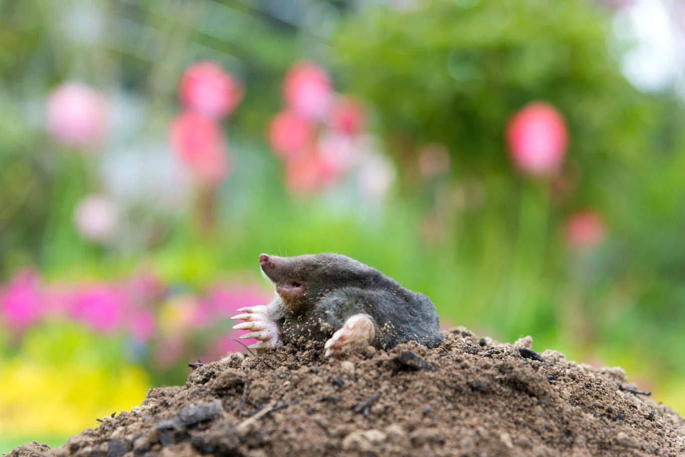 Krety w ogrodzie mogą poczynić spore szkody. Jak się ich pozbyć? Krety w ogrodzie mogą poczynić spore szkody. Jak się ich pozbyć?