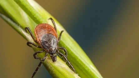 Kleszcze to bardzo niebezpieczne pasożyty. Jak uchronić przed nimi swój ogród?