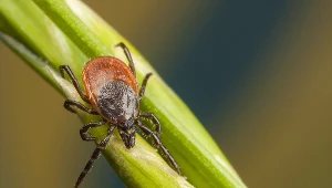 Kleszcze już się pojawiły. Koniecznie zrób to przed spacerem do lasu