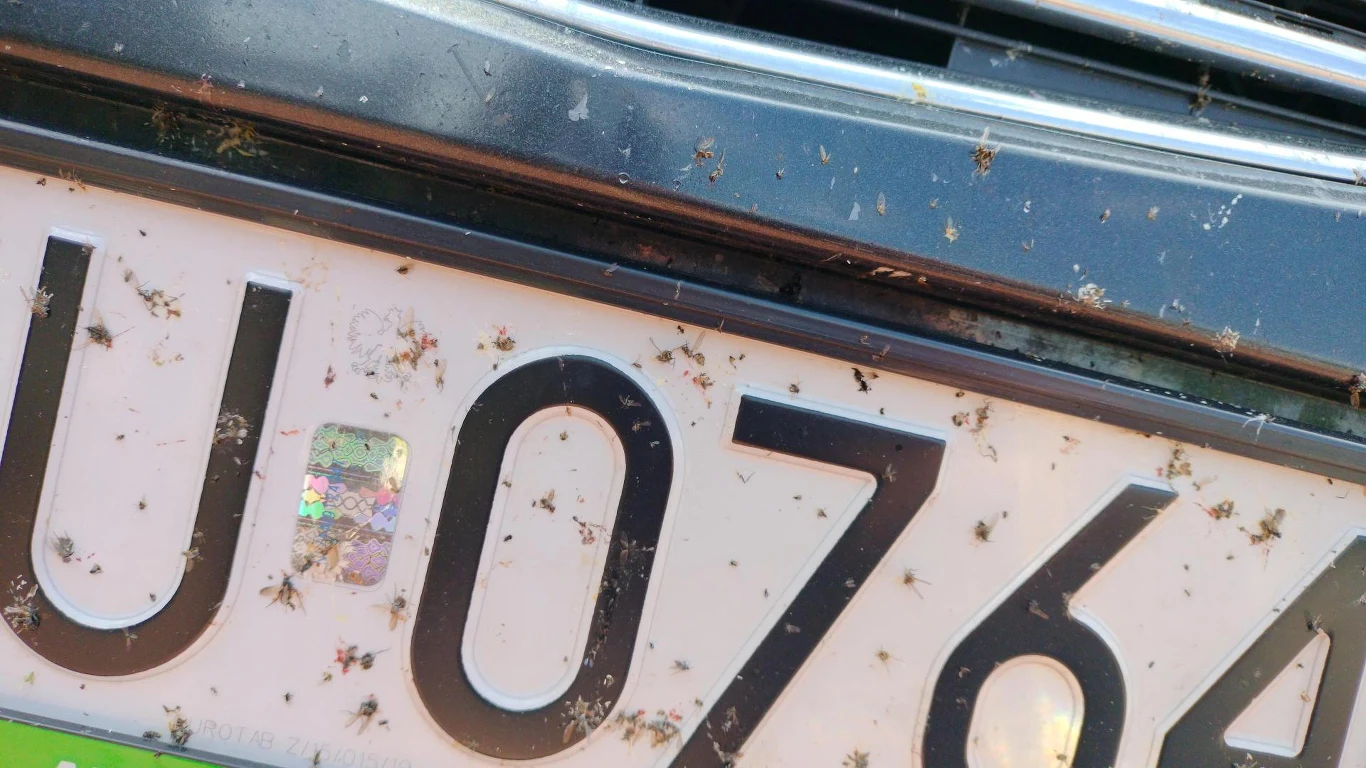 Cmentarzysko owadów nie wygląda estetycznie na samochodzie