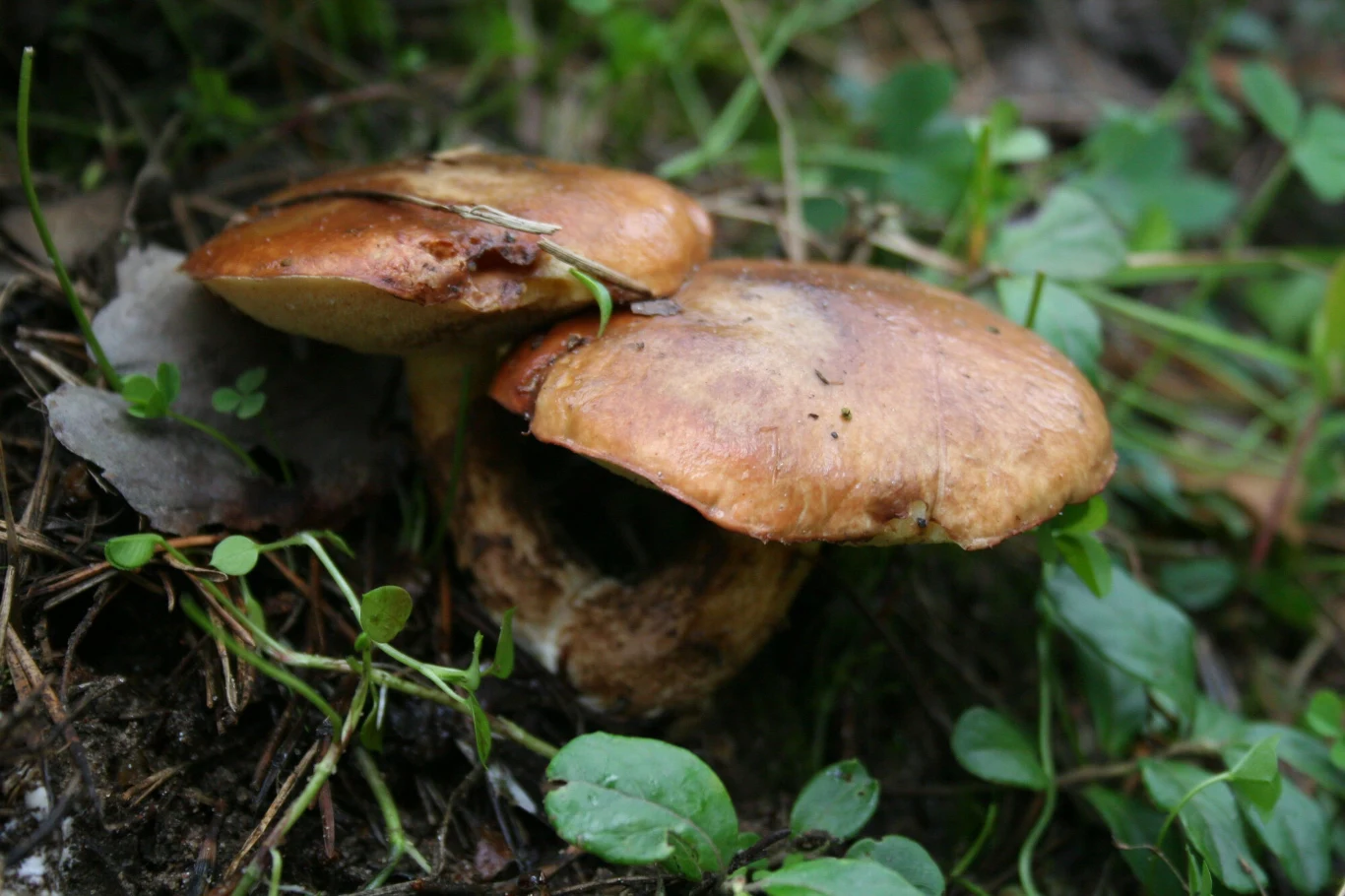 W maju w lasach możemy szukać m.in. maślaków zwyczajnych