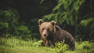 Spotkanie z niedźwiedziem rzadko kiedy kończy się tragicznie.