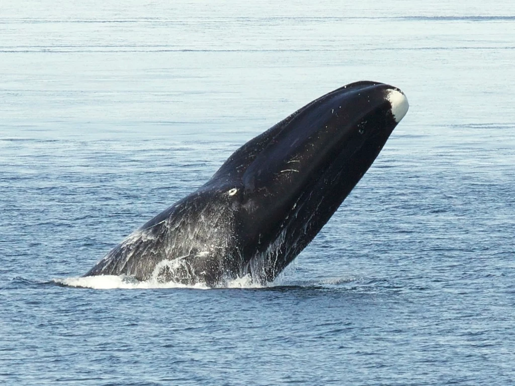 Zdaniem naukowców wyjątkowa odporność wielorybów grenlandzkich na nowotwory może pomóc w leczeniu raka u ludzi