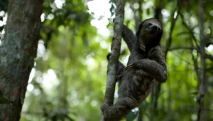 Podsłuchiwanie dżungli. Naukowcy badają dźwięki Amazonii