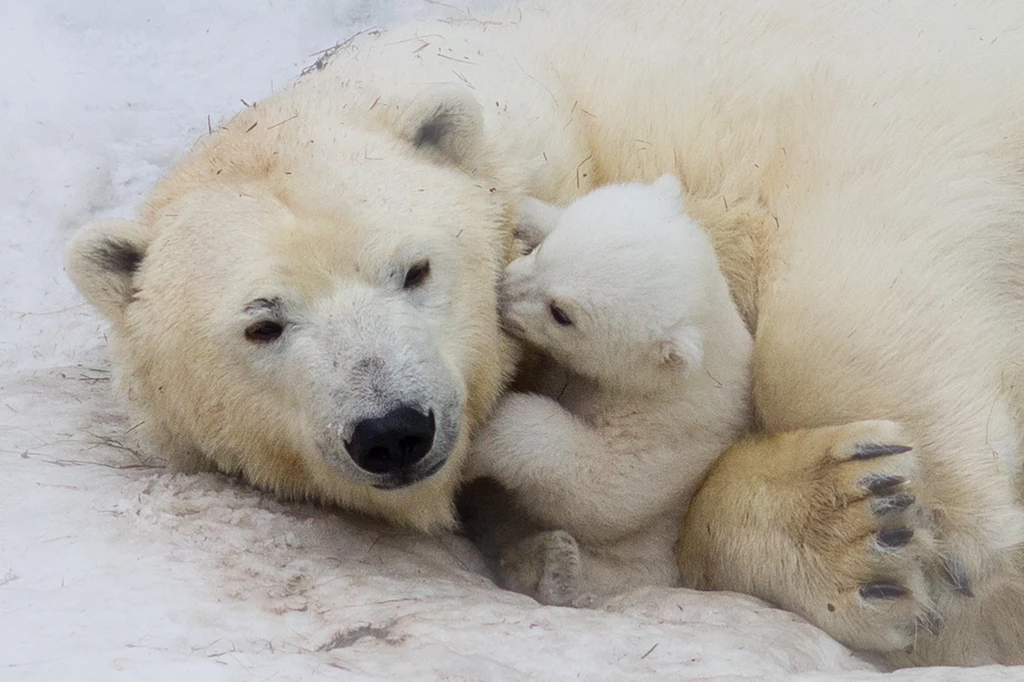Niedźwiedzie polarne mogą wydawać się naprawdę urocze. Jednak w rzeczywistości to groźne drapieżniki.