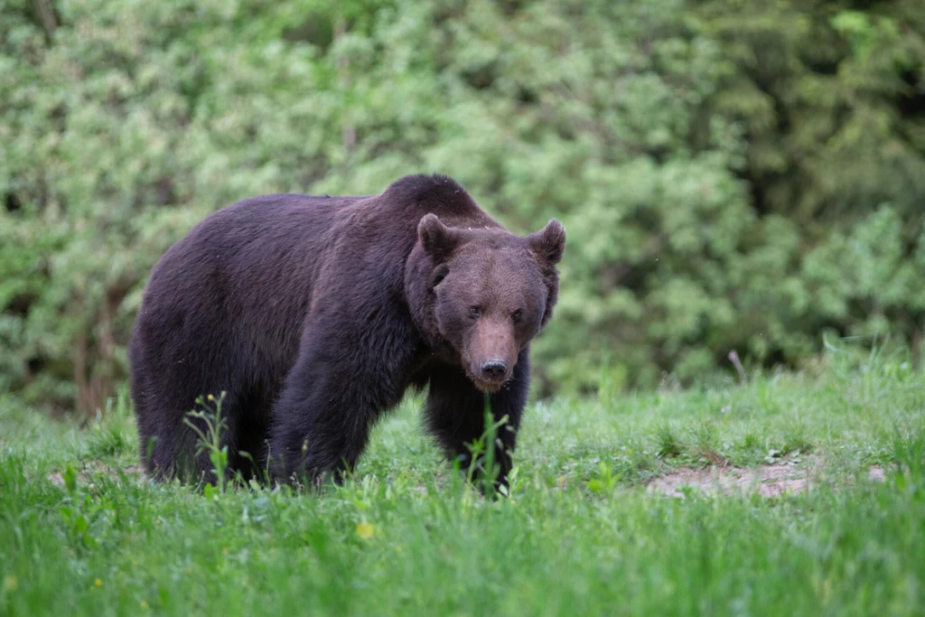 Największe polskie niedźwiedzie brunatne żyją w Karpatach.
