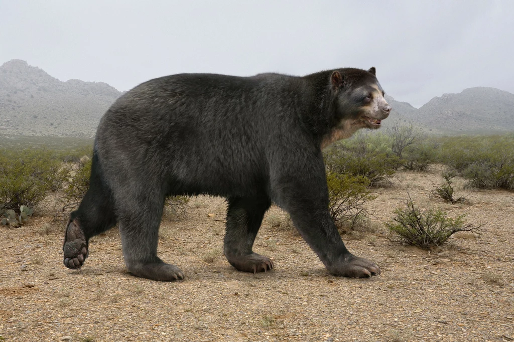 Rekonstrukcja komputerowa niedźwiedzia z gatunku Arctotherium angustidens.