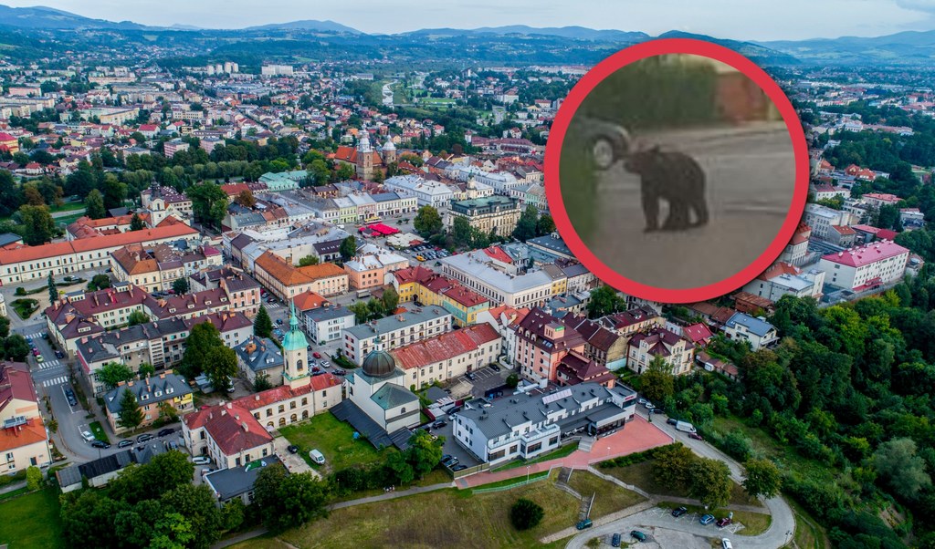 We wtorek rano w Nowym Sączu widziano niedźwiedzia. Miasto zwołało sztab kryzysowy, a mieszkańcy osiedla, gdzie widziano zwierzę zostali poproszeni o zostanie w domach