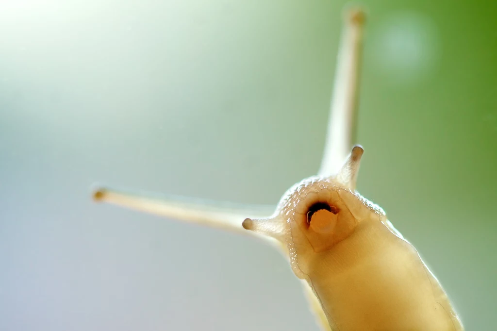 Pomrowik to ślimak bez muszelki, który obgryza uprawy w ogródku