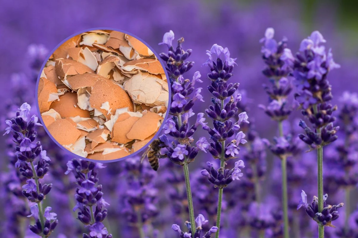 Skorupki jajek sprawdzą się jako idealny nawóz do lawendy