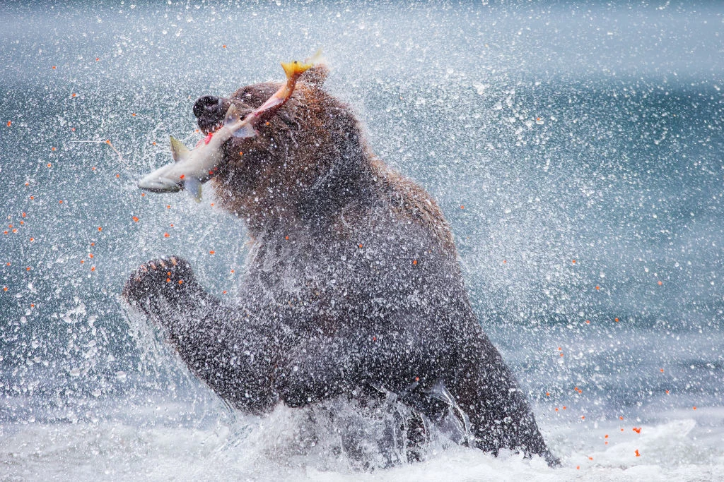 Niedźwiedź kamczacki (Ursus arctos beringianus) polujący na łososie w Jeziorze Kurylskim. Półwysep Kamczatka. Federacja Rosyjska