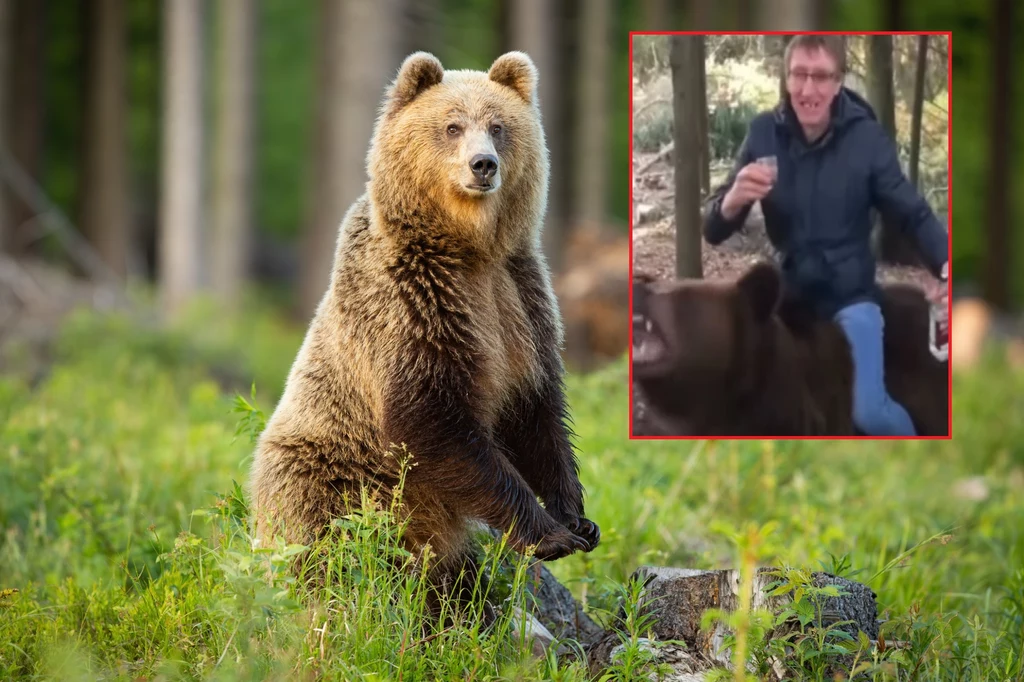 Rosja jest krajem obfitującym w różne gatunki niedźwiedzia. Niestety jego ochrona pozostawia wiele do życzenia. 