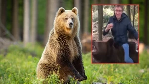 Niedźwiedzie w Rosji. Ich ochrona w dużej mierze to fikcja