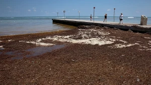 W glonach sargassum może czaić się mięsożerna bakteria