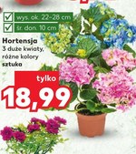 Hortensja