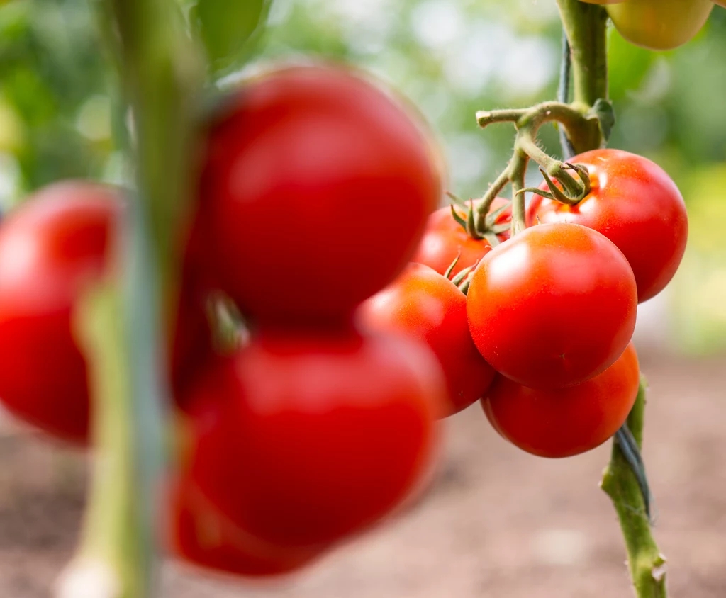 Pomidory z własnego ogródka mają doskonały smak