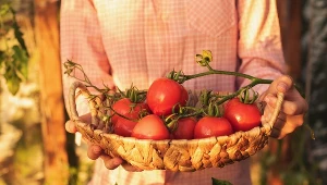 Pomidory powinniśmy zebrać do końca września