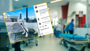 W szpitalu w Bydgoszczy będzie pracował pies. Szczeniak podbija internet