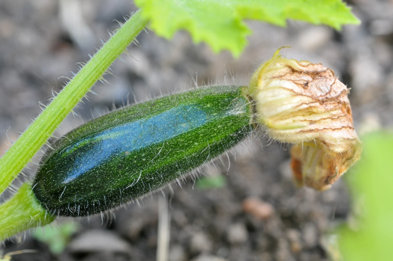Ręczne zapylanie cukinii sprawi, że będziemy się cieszyć obfitymi plonami