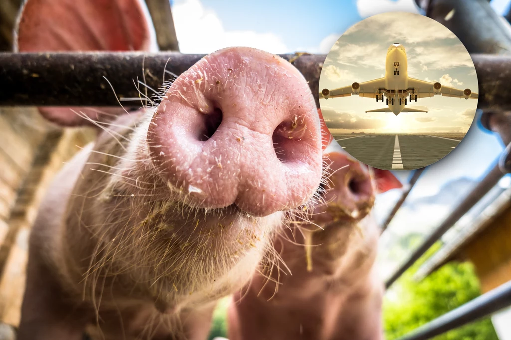 Według Transport & Environment lot z Paryża do Nowego Jorku wymagałby tłuszczu z 8,8 tys. martwych świń, gdyby całe paliwo pochodziło ze źródeł zwierzęcych