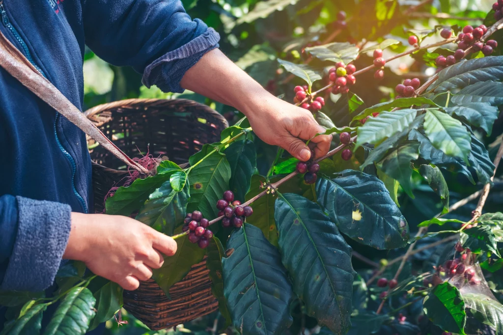 Praca na plantacji kawy jest ciężka i często słabo płatna