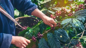 Praca na plantacji kawy jest ciężka i często słabo płatna