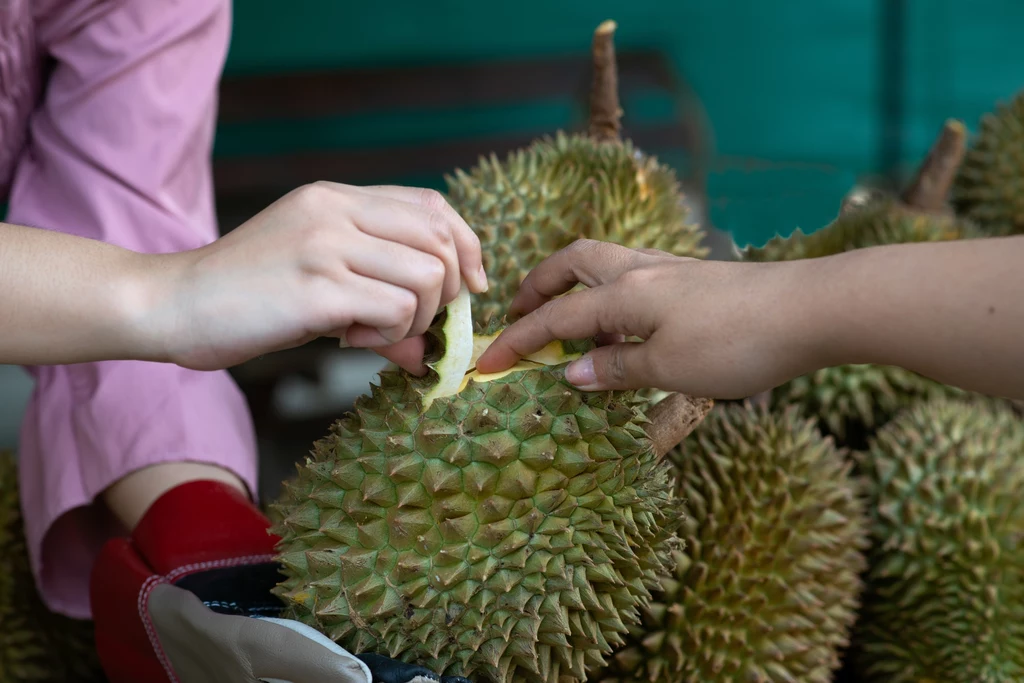 Durian ma skórę pokrytą masą ostrych kolców. Owoc trzeba najpierw z niej obrać lub przekroić na pół i wybrać miąższ.