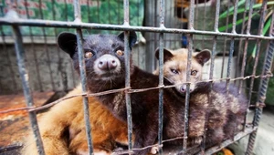 Produkcja horrendalnie drogiej kawy kopi luwak ma swoją ciemną stronę. Cierpią przez nią łaskuny, które są wykorzystywane do produkcji kopi luwak