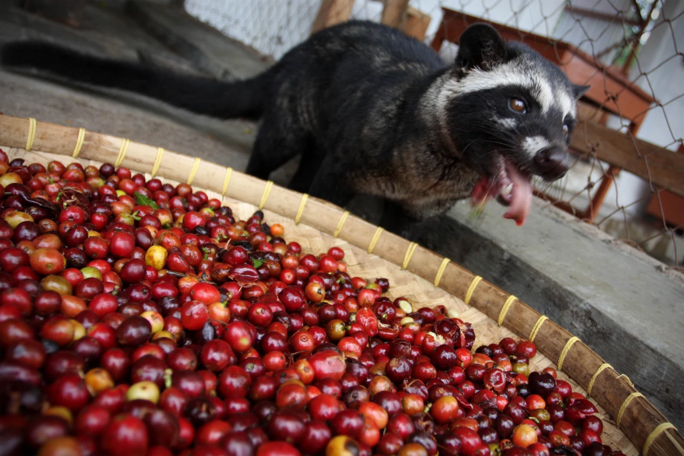 Do produkcji kopi luwak wykorzystuje się łaskuny. Są one trzymane w klatkach i przekarmiane owocami kawowca Do produkcji kopi luwak wykorzystuje się łaskuny. Są one trzymane w klatkach i przekarmiane owocami kawowca