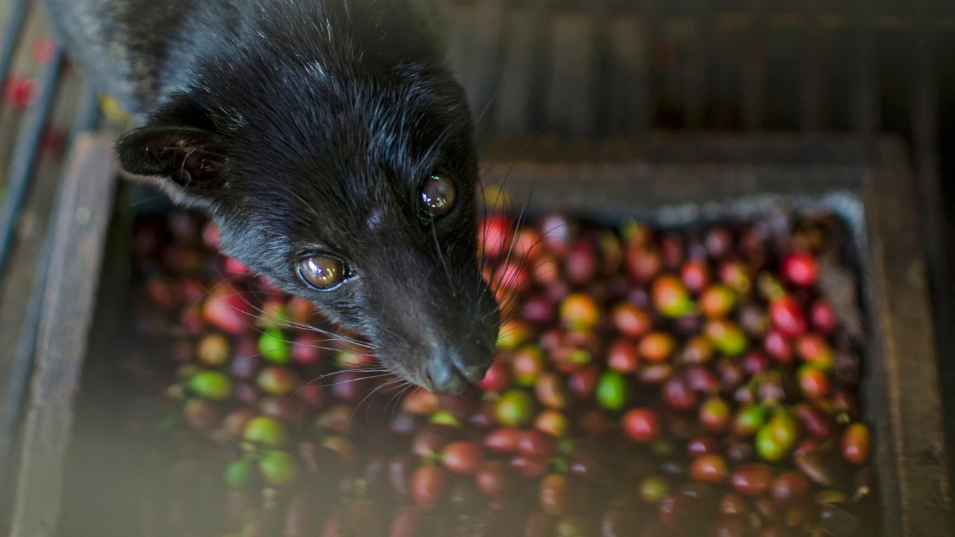 Eksperci nie mają wątpliwości - powinniśmy przestać pić kawę kopi luwak. Jej produkcja to dla zwierząt duże cierpienie Eksperci nie mają wątpliwości - powinniśmy przestać pić kawę kopi luwak. Jej produkcja to dla zwierząt duże cierpienie
