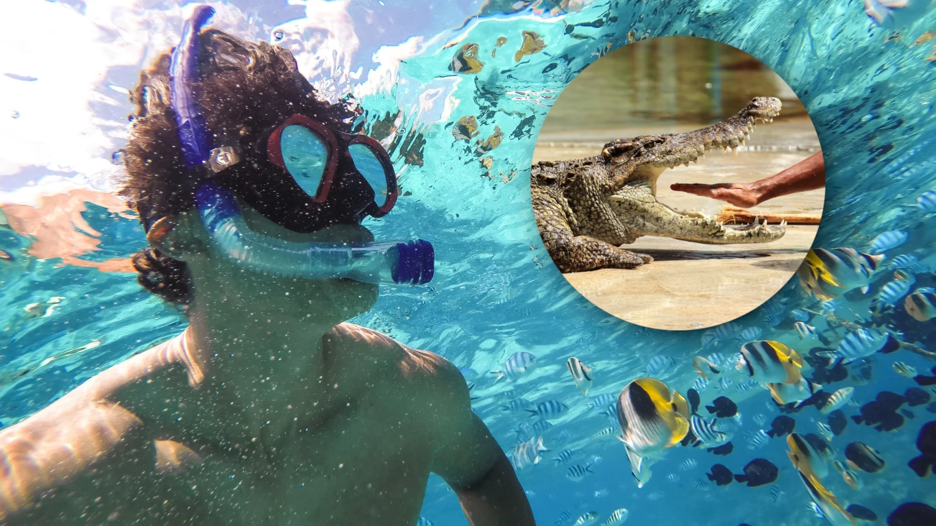 Krokodyl różańcowy żywi się dużymi zwierzętami. W skład jego diety wchodzą bawoły a nawet rekiny Krokodyl różańcowy żywi się dużymi zwierzętami. W skład jego diety wchodzą bawoły a nawet rekiny