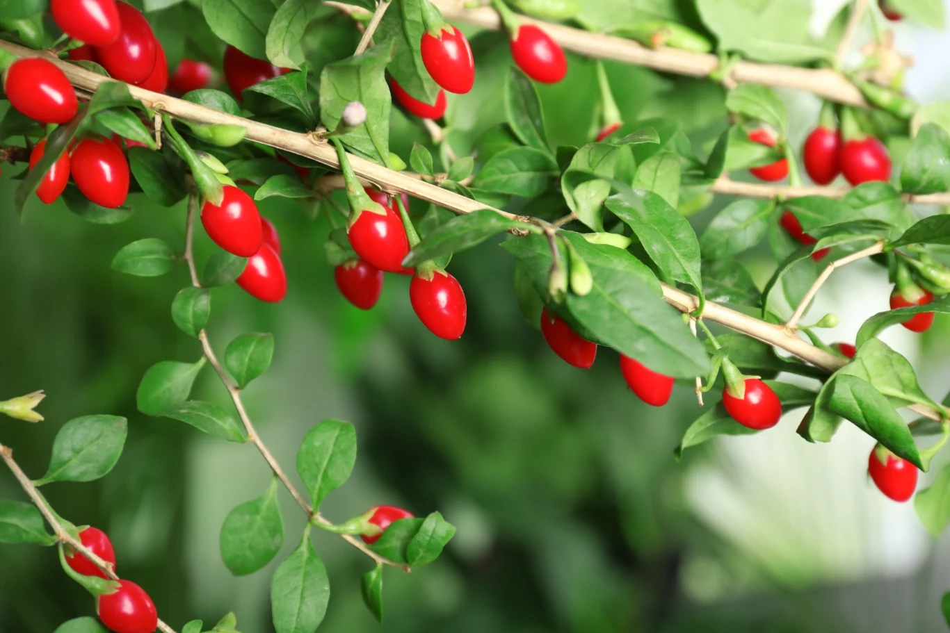 Spożywanie jagód goji wspomaga lepszy sen