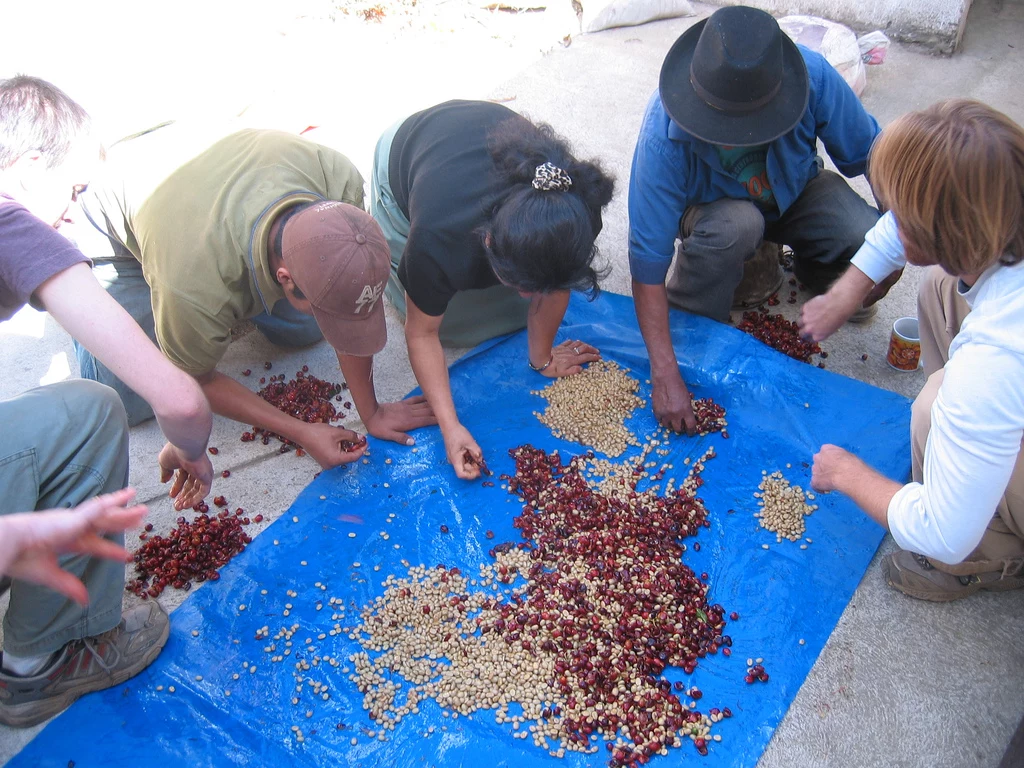 Sortowanie ziaren kawy uprawianej w systemie fair trade