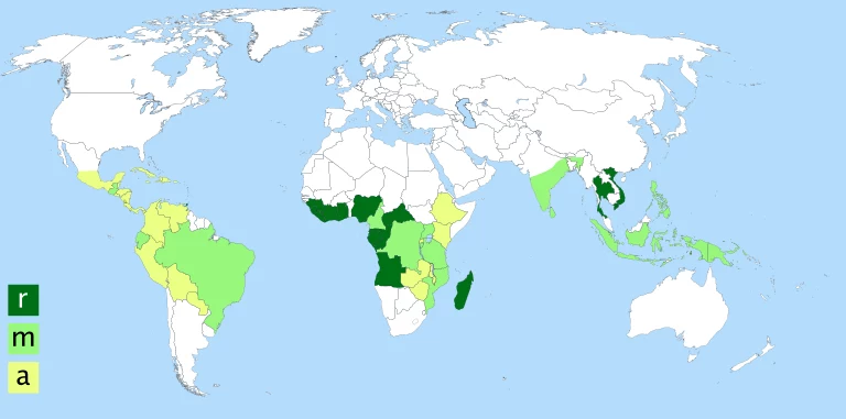 Występowanie głównych odmian kawy (r – robusta, a – arabica, m – robusta i arabica) w obszarze pasa kawowego
