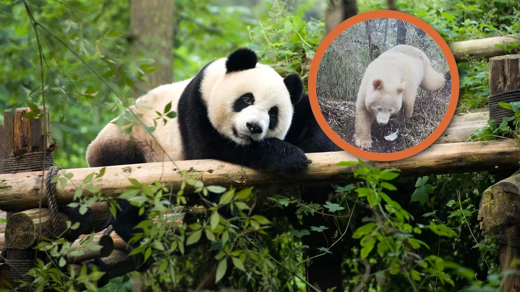 W Chinach nagrano jedyną na świecie białą pandę. Zwierzę z albinizmem, mimo że zazwyczaj są one odrzucane przez inne osobniki, jest zdrowe i prawidłowo wchodzi w interakcje z innymi pandami wielkimi