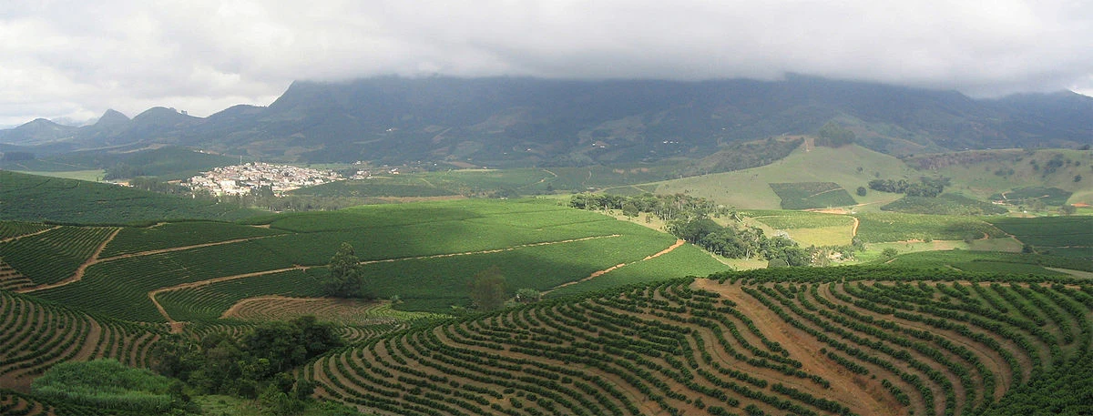 Plantacja kawy w Brazylii