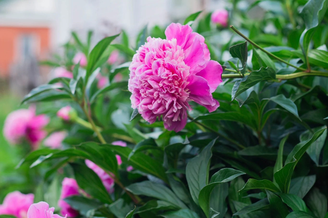 Piwonie to uwielbiane przez wiele osób kwiaty. Po kilku latach w tym samym stanowisku mogą wymagać przesadzenia w nowe miejsce.