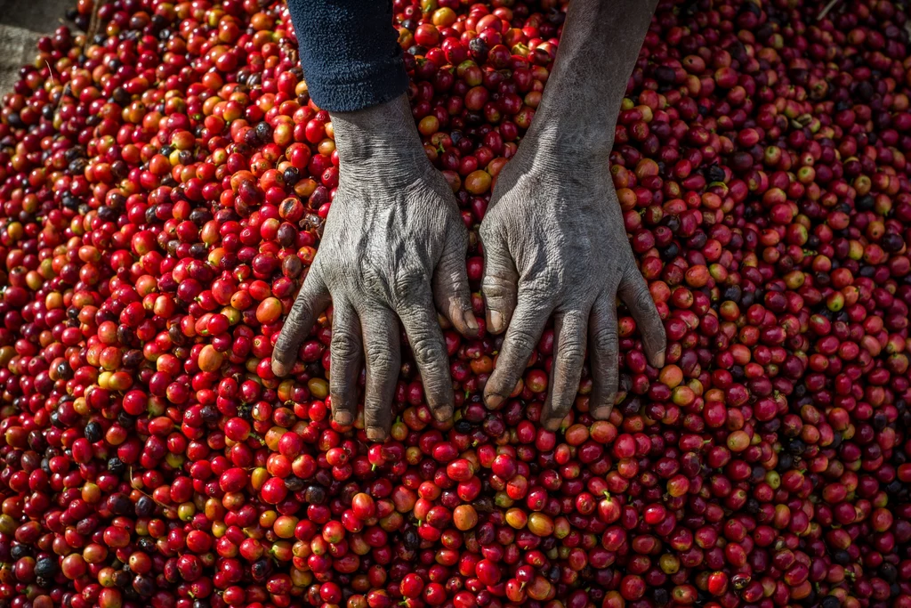 Rynek kawy od lat przeżywa kryzys. Uprawa kawowca nierozerwalnie łączy się ze zmianami klimatu, które potrafią zniszczyć źródło dochodów rolników niemal z dnia na dzień