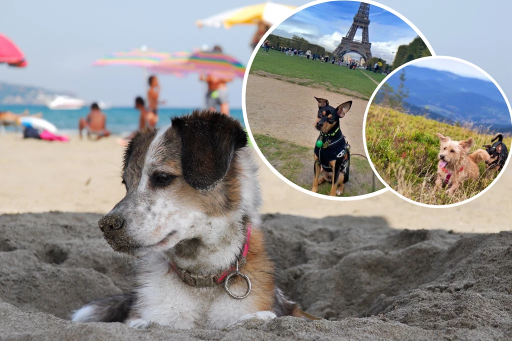 Wybierasz się na wakacje ze swoim psem? Zanim się zdecydujesz, sprawdź, czy to dobry pomysł