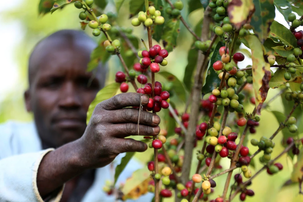 Farmerzy zajmujący się uprawą kawy muszą wkładać coraz więcej pracy w swoją działalność. Według ekspertów cena ziaren powinna bardziej to uwzględniać
