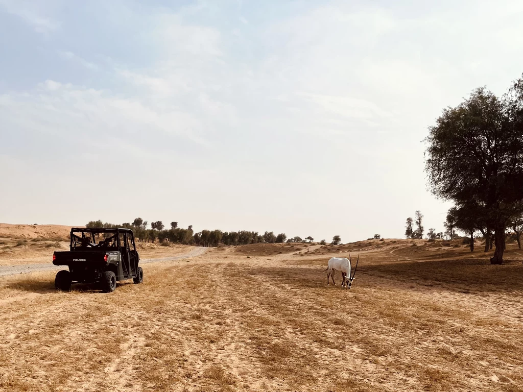 Oryks i pojazd buggy na terenie rezerwatu przyrody 