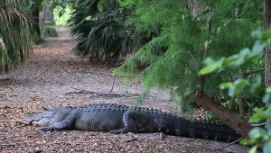 Aligator zaatakował w pobliżu pola golfowego w Hilton Head  (zdjęcie ilustracyjne)
