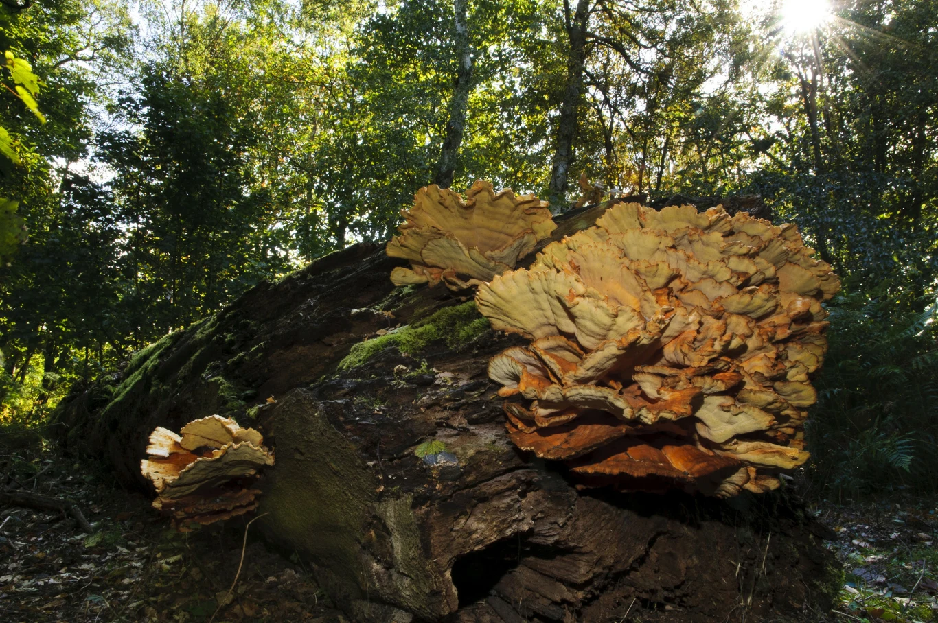 Żółciak siarkowy w lesie