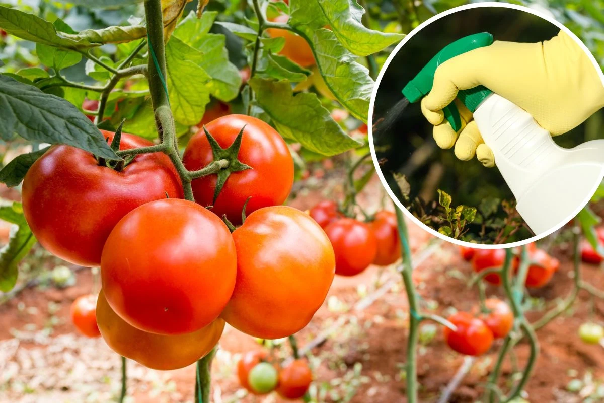 Po oprysku wywarem z łupin z czosnku pomidory w ogrodzie będą zdrowsze i smaczniejsze