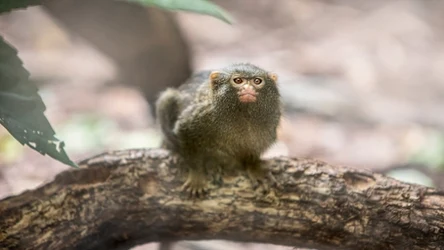 Jakie są najmniejsze zwierzęta na świecie?